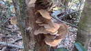 EUNGELLA NATIONALPARK- auch hier finden wir wieder diese sehr großen Pilze an den Baumstämmen